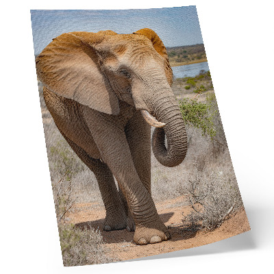 Stampa su tela Elefante nella savana, maestosa natura africana