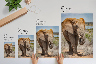 Stampa su tela Elefante nella savana, maestosa natura africana