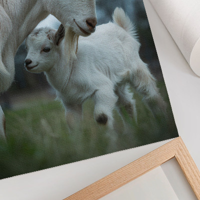 Poster Capre sullo sfondo della natura, piene di pace e armonia