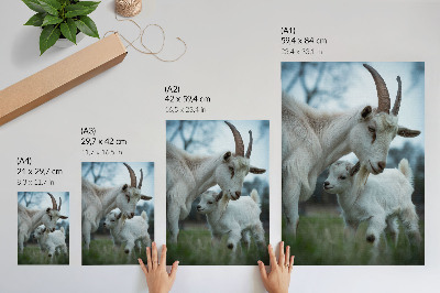 Poster Capre sullo sfondo della natura, piene di pace e armonia