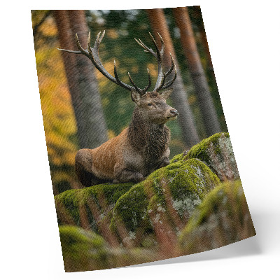 Stampa su tela Un maestoso cervo nel suo habitat forestale.