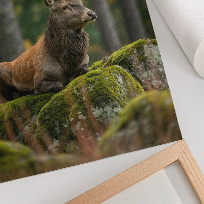 Stampa su tela Un maestoso cervo nel suo habitat forestale.
