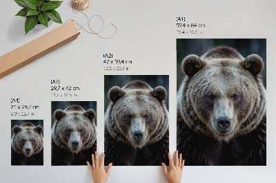 Stampa su tela Ritratto realistico di un orso, calmo e forte