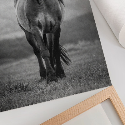 Poster Un cavallo affascinante, pieno di energia e grazia.