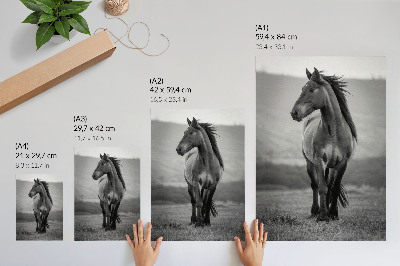 Poster Un cavallo affascinante, pieno di energia e grazia.