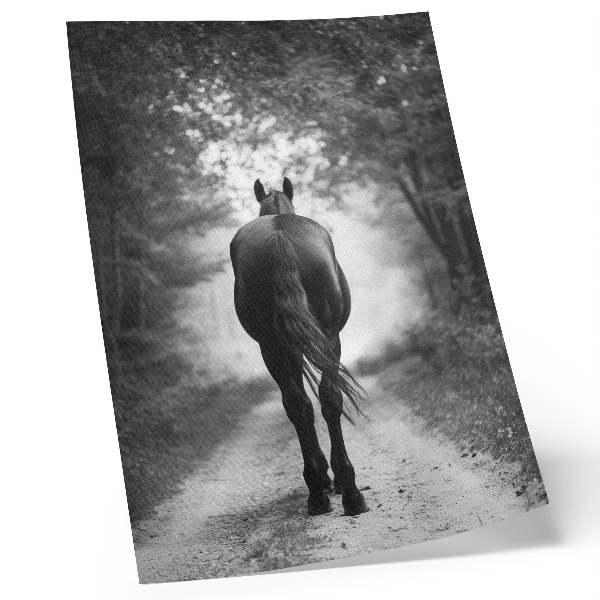Stampa su tela Fotografia di un cavallo bianco e nero nella foresta