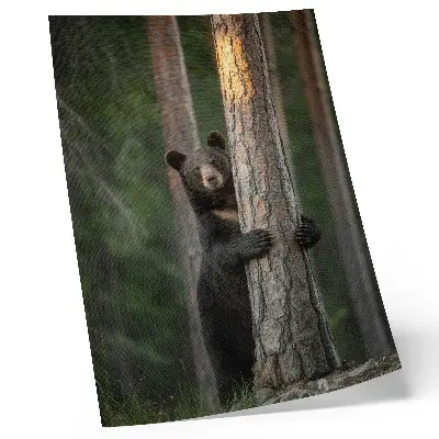 Poster orso nella foresta con composizione realistica