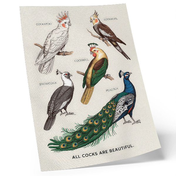 Stampa su tela Uccelli eleganti, piume, colori diversi