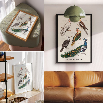 Stampa su tela Uccelli eleganti, piume, colori diversi