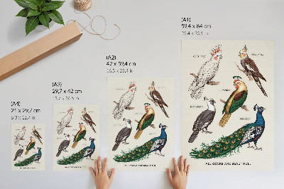 Stampa su tela Uccelli eleganti, piume, colori diversi