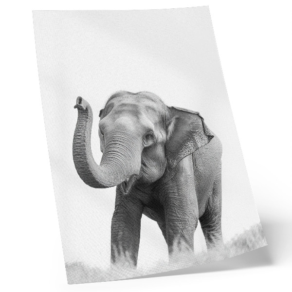 Poster Elefante monocromatico con la proboscide alzata