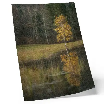 Poster albero dorato sullo sfondo di una foresta scura e di un lago