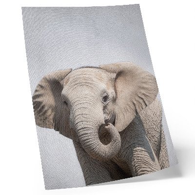 Poster Un giovane elefante su uno sfondo chiaro