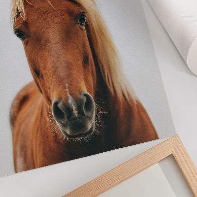 Foto su tela Ritratto di cavallo, minimalismo, bellezza naturale, eleganza