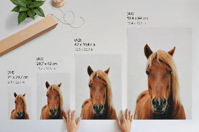 Foto su tela Ritratto di cavallo, minimalismo, bellezza naturale, eleganza