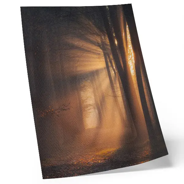 Poster luce magica in una foresta con alberi e raggi di sole