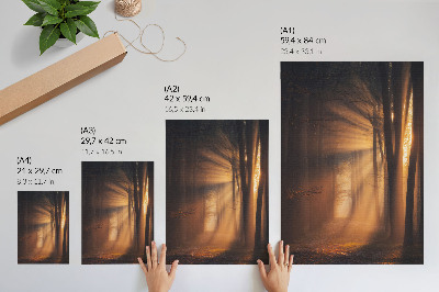Poster Luce magica, foresta, alberi, raggi di sole, pace