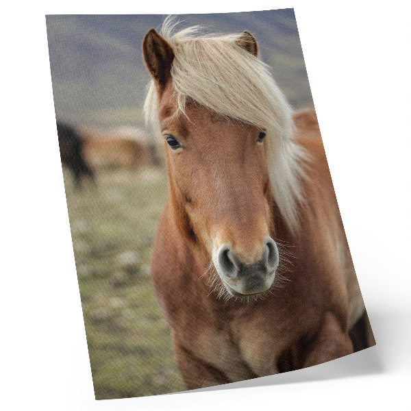 Poster Cavallo islandese dalla criniera chiara e dal pelo marrone.