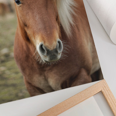 Poster Cavallo islandese dalla criniera chiara e dal pelo marrone.