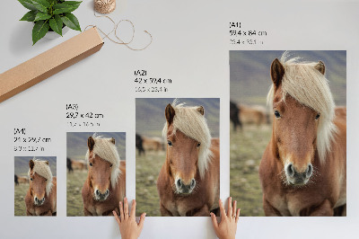 Poster Cavallo islandese dalla criniera chiara e dal pelo marrone.