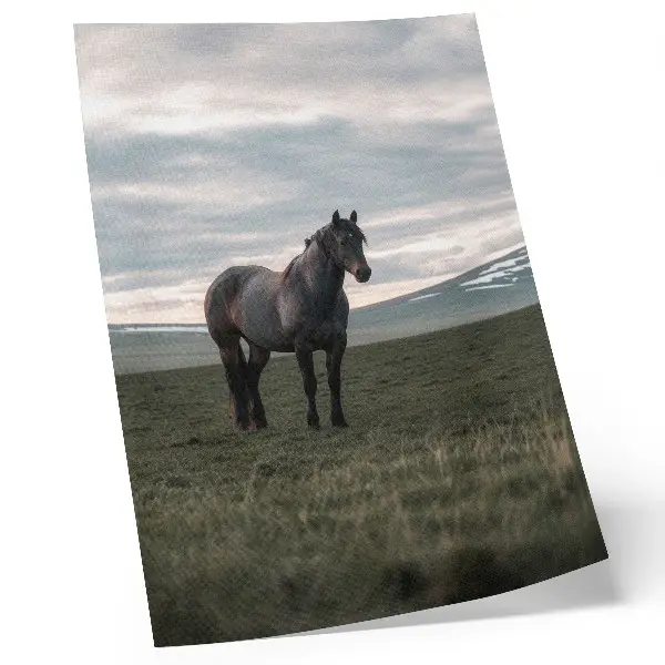 Stampa su tela cavallo in un prato al mattino con nuvole e armonia della natura
