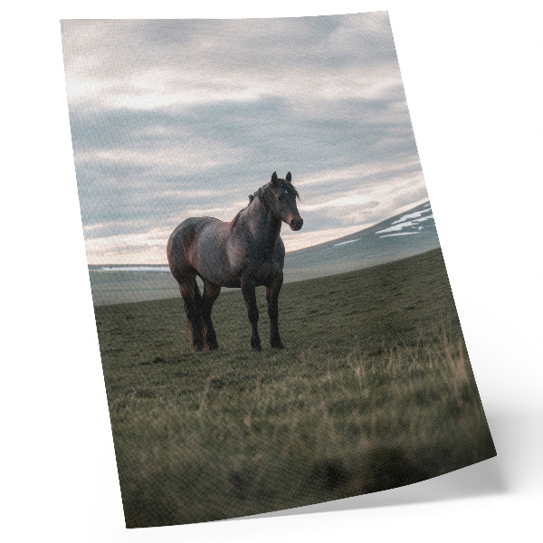 Stampa su tela Cavallo nel prato, nuvole, mattino, armonia della natura