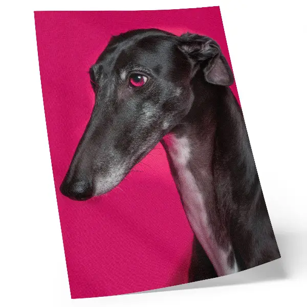 Stampa su tela cane bianco e nero su sfondo rosa intenso