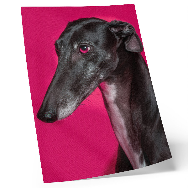 Stampa su tela Un cane bianco e nero su uno sfondo rosa intenso