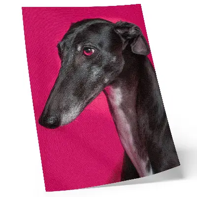 Stampa su tela cane bianco e nero su sfondo rosa intenso