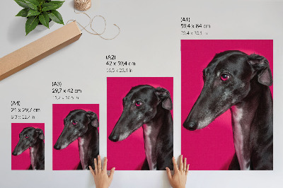 Stampa su tela Un cane bianco e nero su uno sfondo rosa intenso