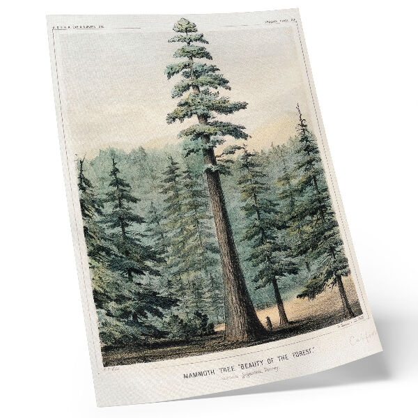 Stampa su tela Wellingtonia, un albero gigantesco che svetta sulla foresta circostante, con un uomo alla sua base.