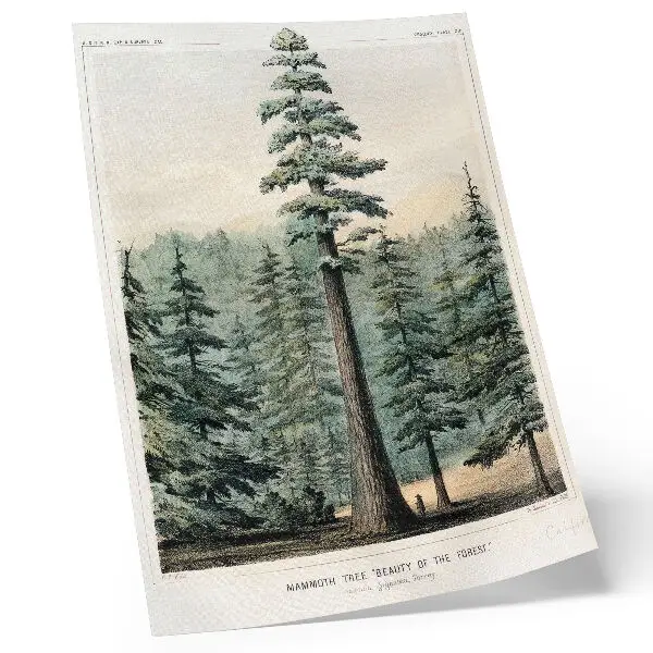 Stampa su tela wellingtonia, un albero gigantesco che svetta sulla foresta con un uomo alla sua base