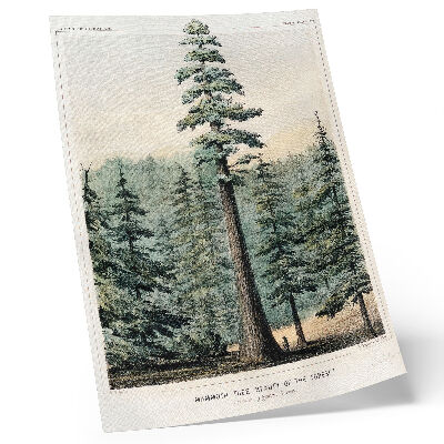 Stampa su tela Wellingtonia, un albero gigantesco che svetta sulla foresta circostante, con un uomo alla sua base.