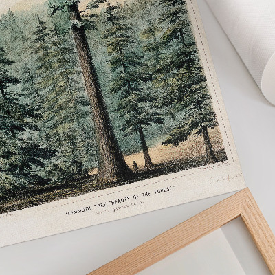 Stampa su tela Wellingtonia, un albero gigantesco che svetta sulla foresta circostante, con un uomo alla sua base.