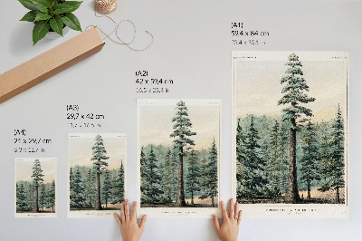 Stampa su tela Wellingtonia, un albero gigantesco che svetta sulla foresta circostante, con un uomo alla sua base.