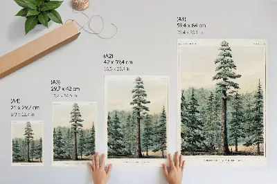 Stampa su tela wellingtonia, un albero gigantesco che svetta sulla foresta con un uomo alla sua base