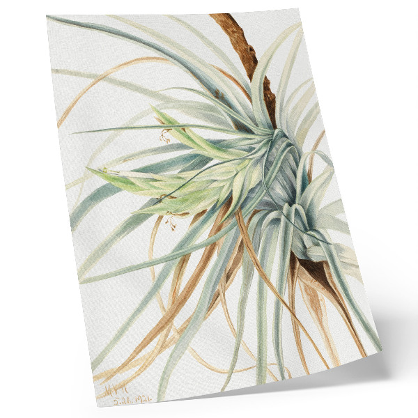 Poster Ananas selvatico (Tillandsia fasciculata) (1921) di Mary Vaux Walcott
