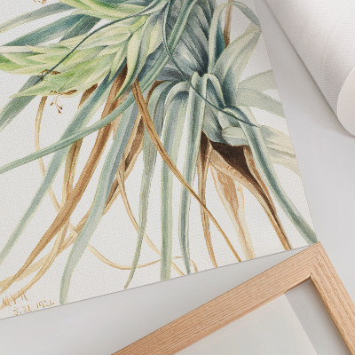 Poster Ananas selvatico (Tillandsia fasciculata) (1921) di Mary Vaux Walcott