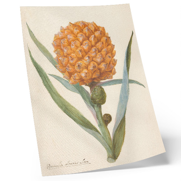 Foto su tela Bromelia ananas Linn (c. 1700 - c. 1749) di un artista anonimo