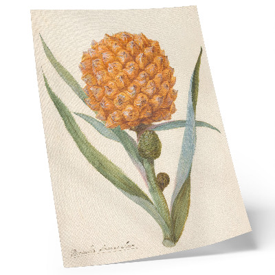 Foto su tela Bromelia ananas Linn (c. 1700 - c. 1749) di un artista anonimo