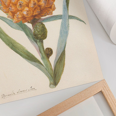Foto su tela Bromelia ananas Linn (c. 1700 - c. 1749) di un artista anonimo