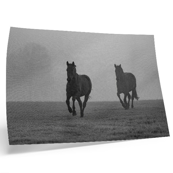 Poster dai colori saturi Cavalli al galoppo, leggera nebbia, spazio tranquillo