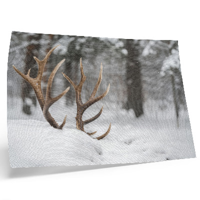 Poster dai colori saturi Corna nella neve, inverno, foresta, pace naturale