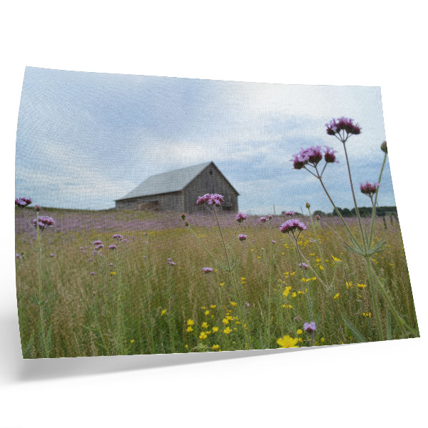 Poster dai colori saturi Fienile di campagna, prato di fiori viola e gialli