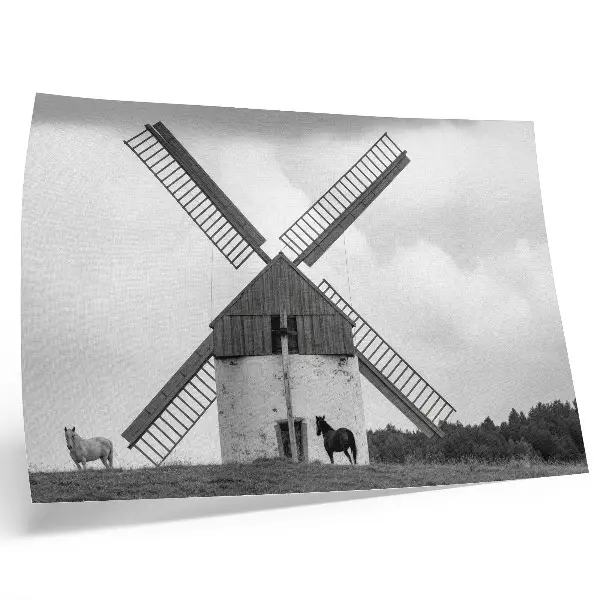 Poster dai colori saturi mulino a vento in bianco e nero in un campo con cavalli