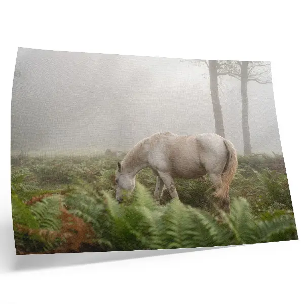 Poster murale di alta qualità cavallo in una foresta nebbiosa tra le felci