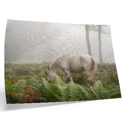 Poster murale di alta qualità cavallo in una foresta nebbiosa tra le felci