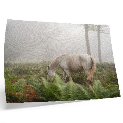 Poster murale di alta qualità Un cavallo sullo sfondo di felci in una foresta nebbiosa.