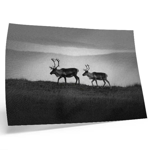 Poster murale di alta qualità Renna su una collina, composizione minimalista