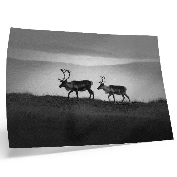 Poster murale di alta qualità renna su una collina con composizione minimalista